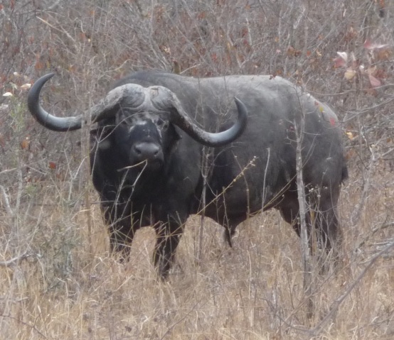 Water Buffalo