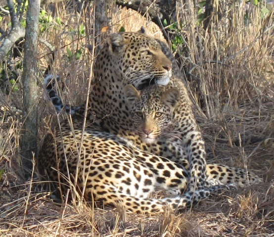 Leopards at Ngala